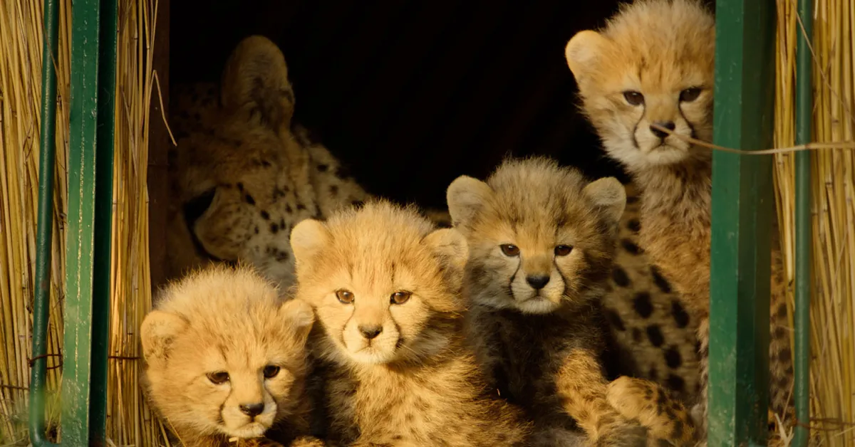 Apple TV’s newest nature docuseries is now available Apple TV’s newest nature docuseries is now available