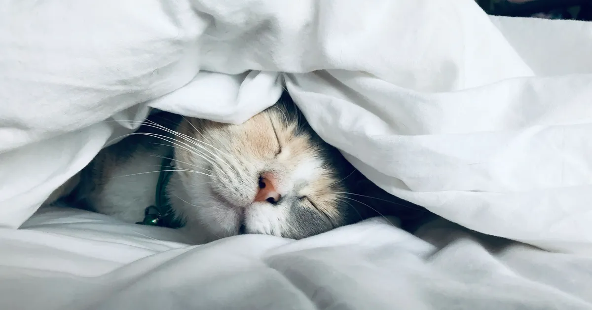 Apple Watch sleep score looks set to replicate these two smart ring features
