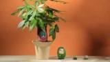You can now turn looking after your plants into a game